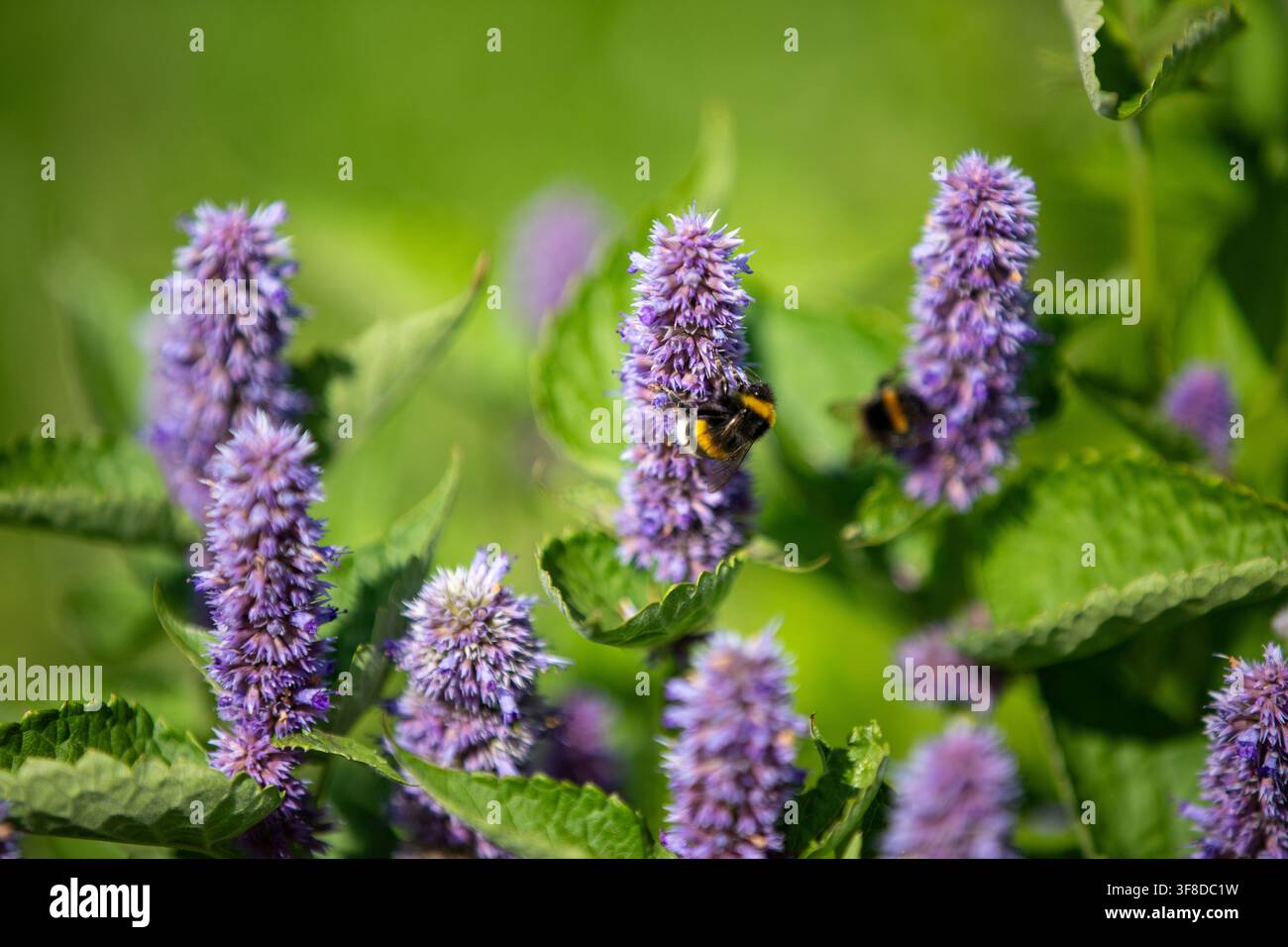 Nahaufnahme einer Hummel, die lila Blütenstängel einer Agastache-Pflanze, Oregano, in einem Sommergarten bestäubt Stockfoto
