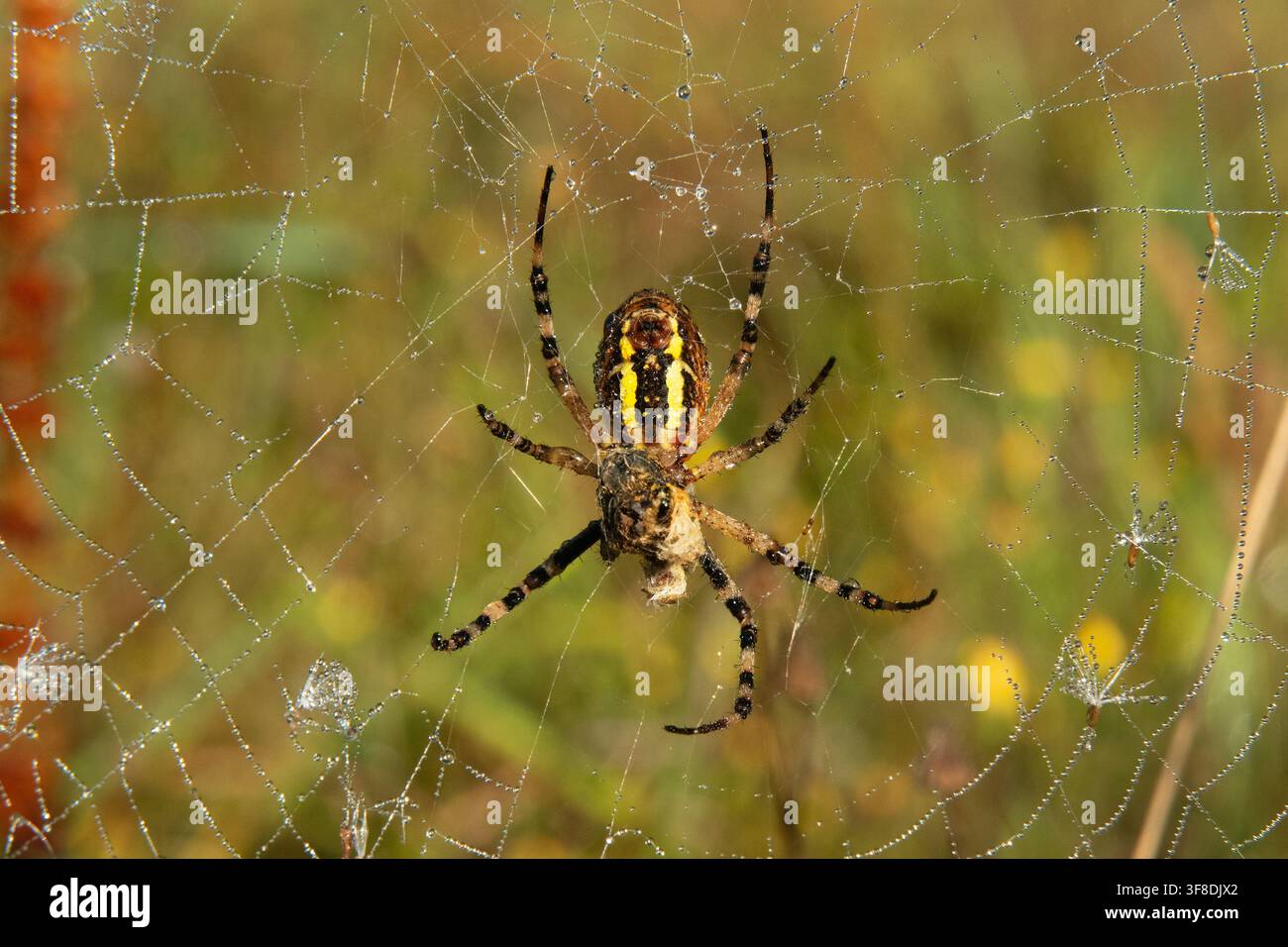 Wolfsspinner in ihrem Netz mit einer Beute, in Seide eingewickelt, Tautropfen und Löwenzahn-Samen wie Pflanzen im Netz Stockfoto