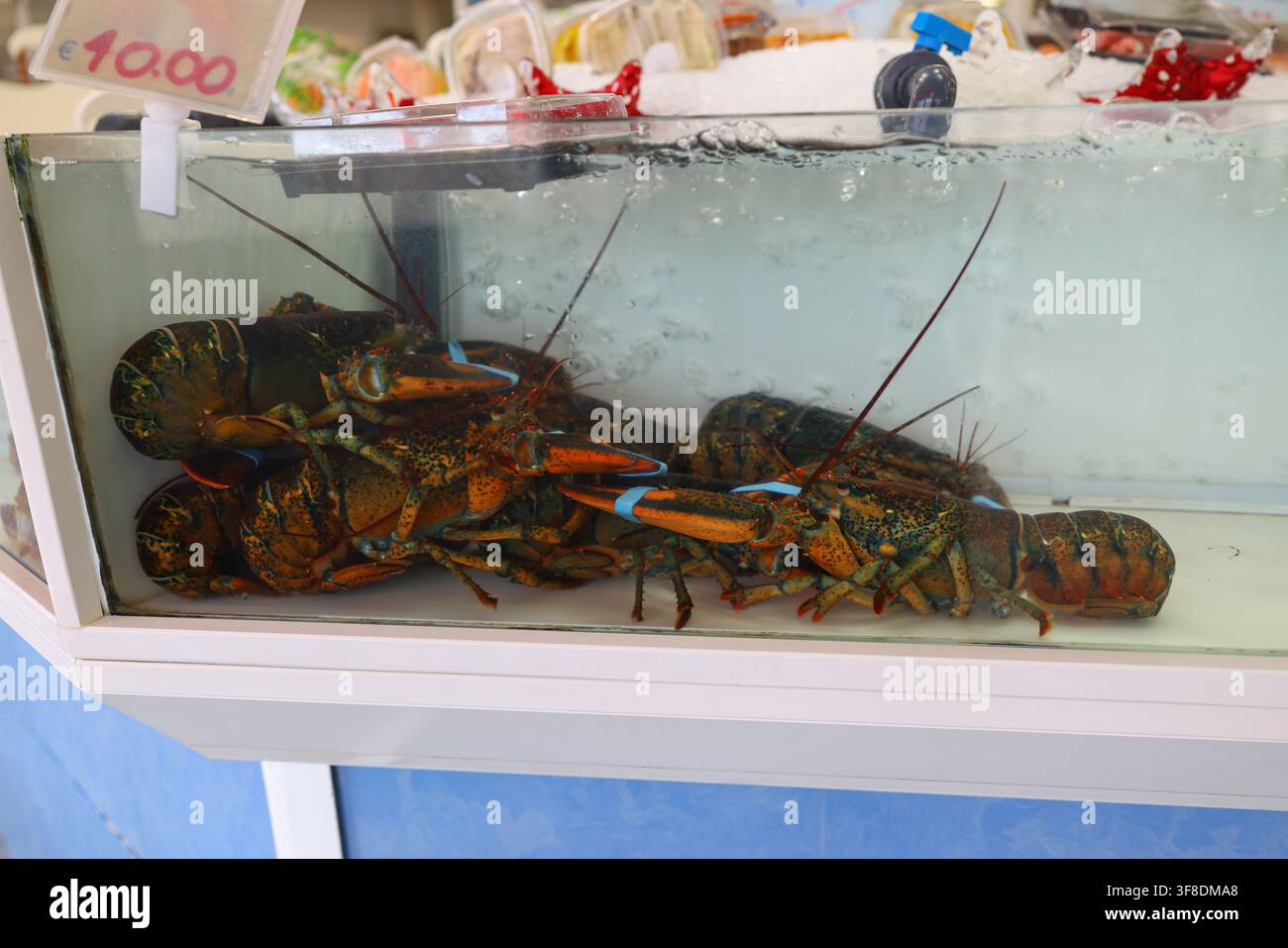 Lebende Hummer in einem Aquariumpool in einem Meeresfrüchte-Markt, die frische Premium-Meeresfrüchte, nachhaltige Beschaffung und Gourmet-Essenszutaten präsentieren. Stockfoto