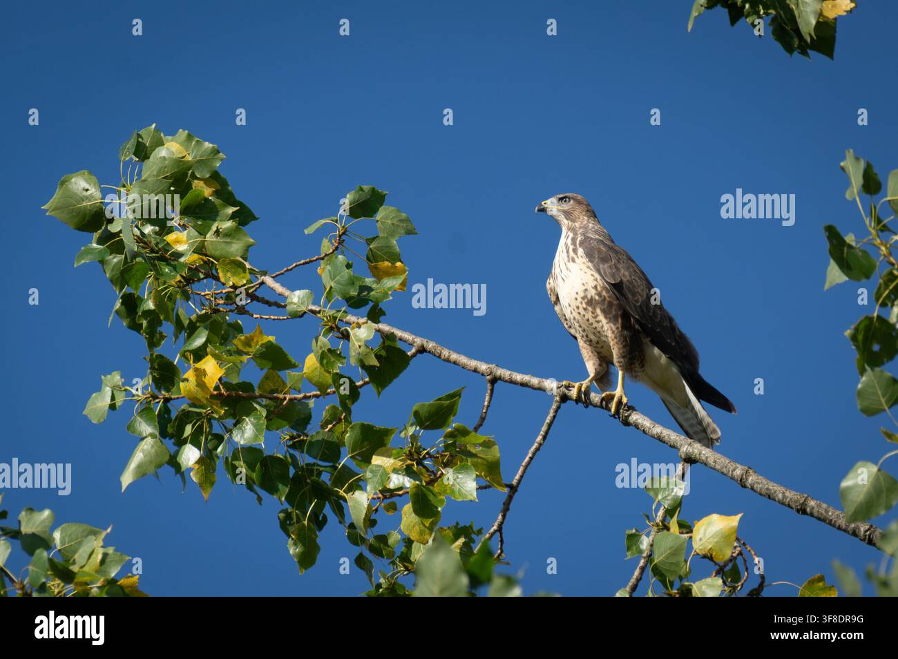 Junger Mäusebussard, der auf einem Ast gegen einen klaren blauen Himmel in Dudley, West Midlands, UK sitzt Stockfoto