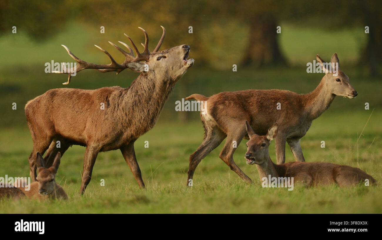 Datum: 28.10.2014   RUF DER WILBUR: SCHÖNER HIRSCH BRÜLLT AM GOLDENEN HERBSTMORGEN ..   Ein Hirsch steht heute (DIENSTAG) majestätisch mit seiner Herde und ruft an einem schönen warmen Herbstmorgen auf dem Studley Royal Estate des National Trust in der Nähe von Ripon, North Yorkshire, das über 500 wilde Rotwild-, Dam- und Sikawild beherbergt. Stockfoto
