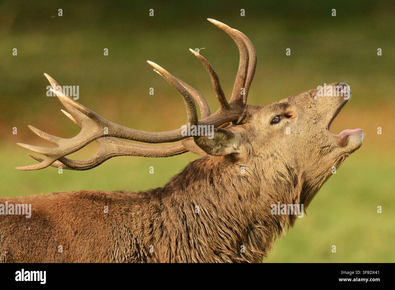 Datum: 28.10.2014   RUF DER WILBUR: SCHÖNER HIRSCH BRÜLLT AM GOLDENEN HERBSTMORGEN ..   Ein Hirsch steht heute (DIENSTAG) majestätisch mit seiner Herde und ruft an einem schönen warmen Herbstmorgen auf dem Studley Royal Estate des National Trust in der Nähe von Ripon, North Yorkshire, das über 500 wilde Rotwild-, Dam- und Sikawild beherbergt. Stockfoto