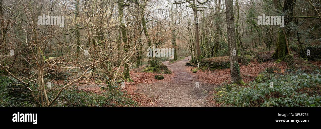 Ein Panoramablick auf einen Wanderweg durch das stimmungsvolle, bewaldete Kennall Vale Nature Reserve in Ponsanooth in Cornwall in Großbritannien. Stockfoto