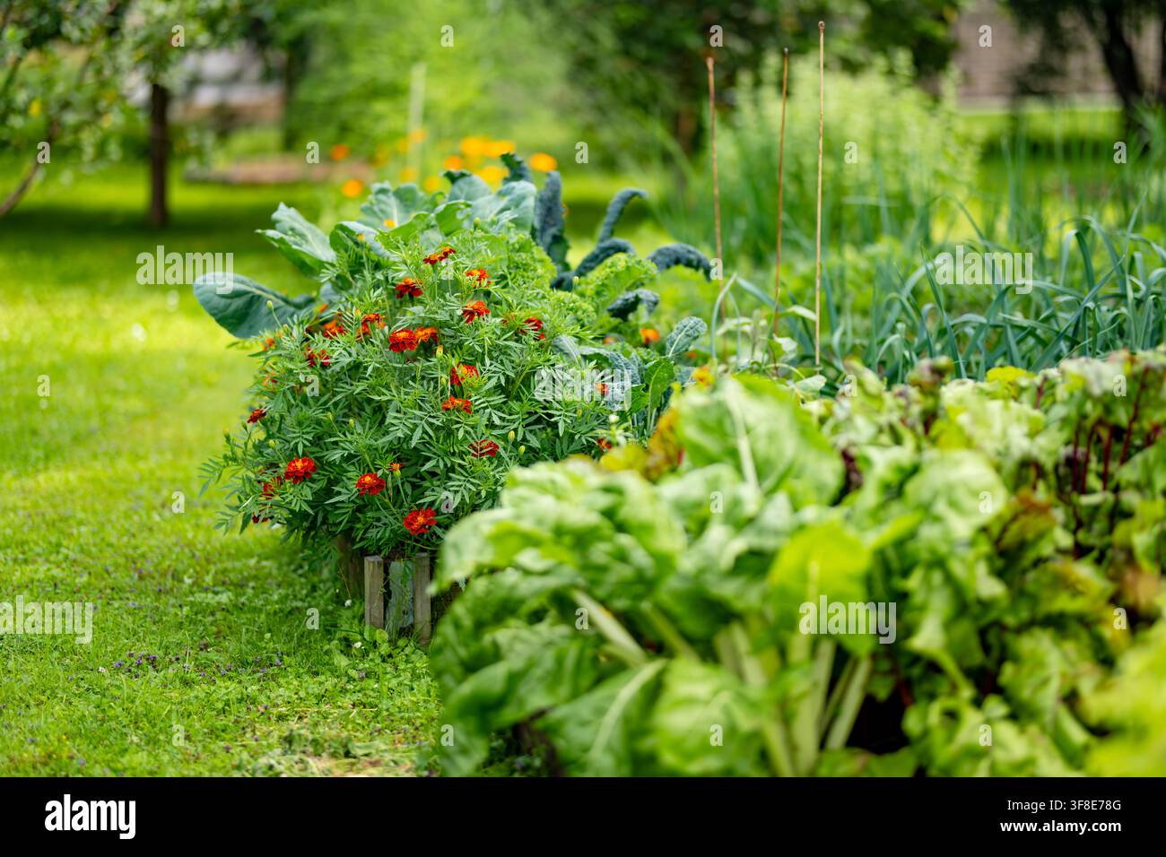 Ringelblumen blühen zwischen Gemüsen in einem Sommergarten. Bunte Begleitbepflanzung kombiniert Zierblumen und essbare Pflanzen in Hochbeeten Stockfoto
