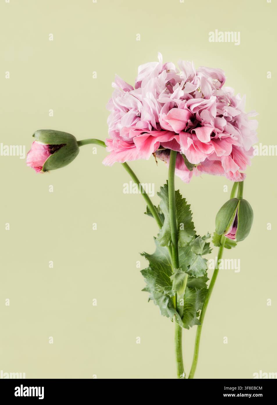 Rosa doppelköpfige Mohnpfingstrose auf grünem schlichten Hintergrund Stockfoto