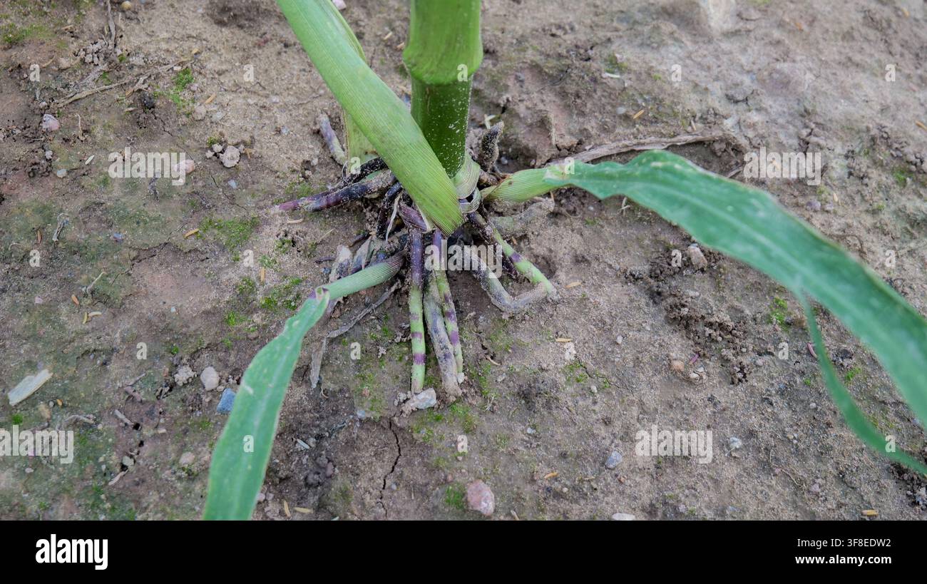Nahaufnahme von Maiswurzeln auf einem landwirtschaftlichen Feld Stockfoto