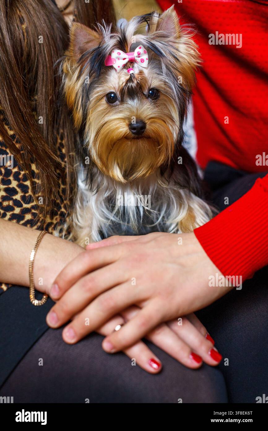 Ein süßer Yorkshire-Terrier-Welpe mit einer rosa Schleife sitzt bequem zwischen den Händen eines Paares. Stockfoto