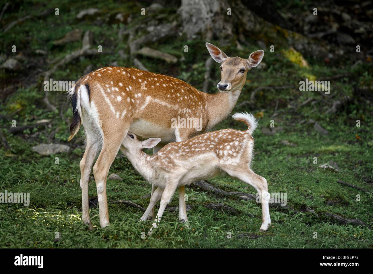 Damhirsch - Cervus dama Stockfoto