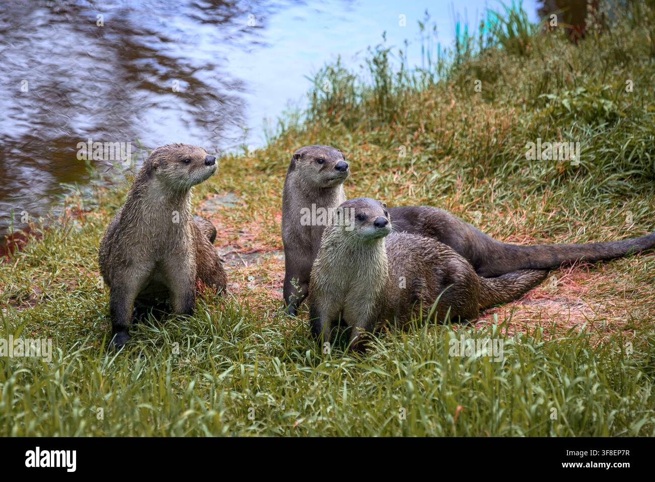 Flussotter - Lontra canadensis Stockfoto