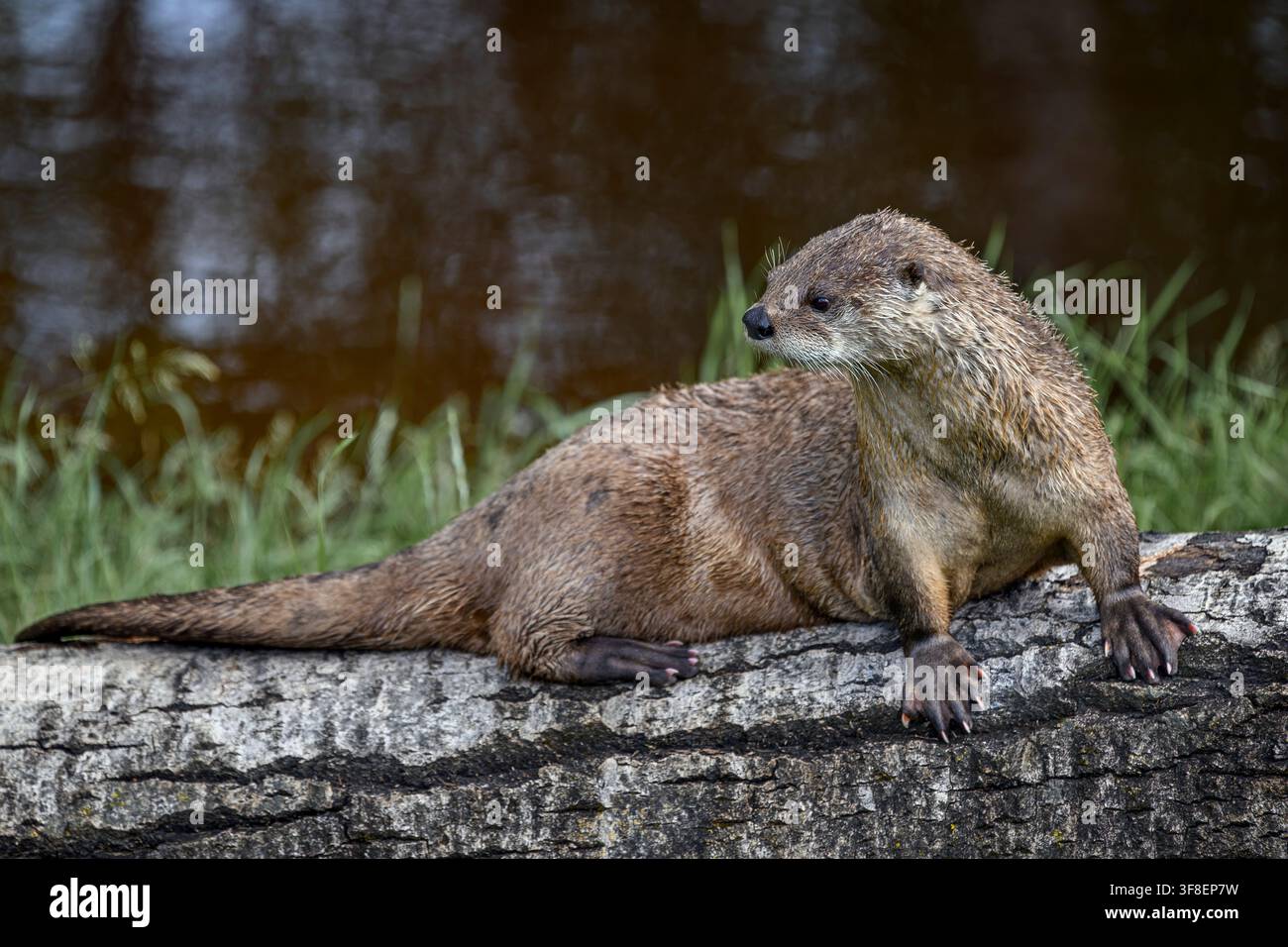 Flussotter - Lontra canadensis Stockfoto