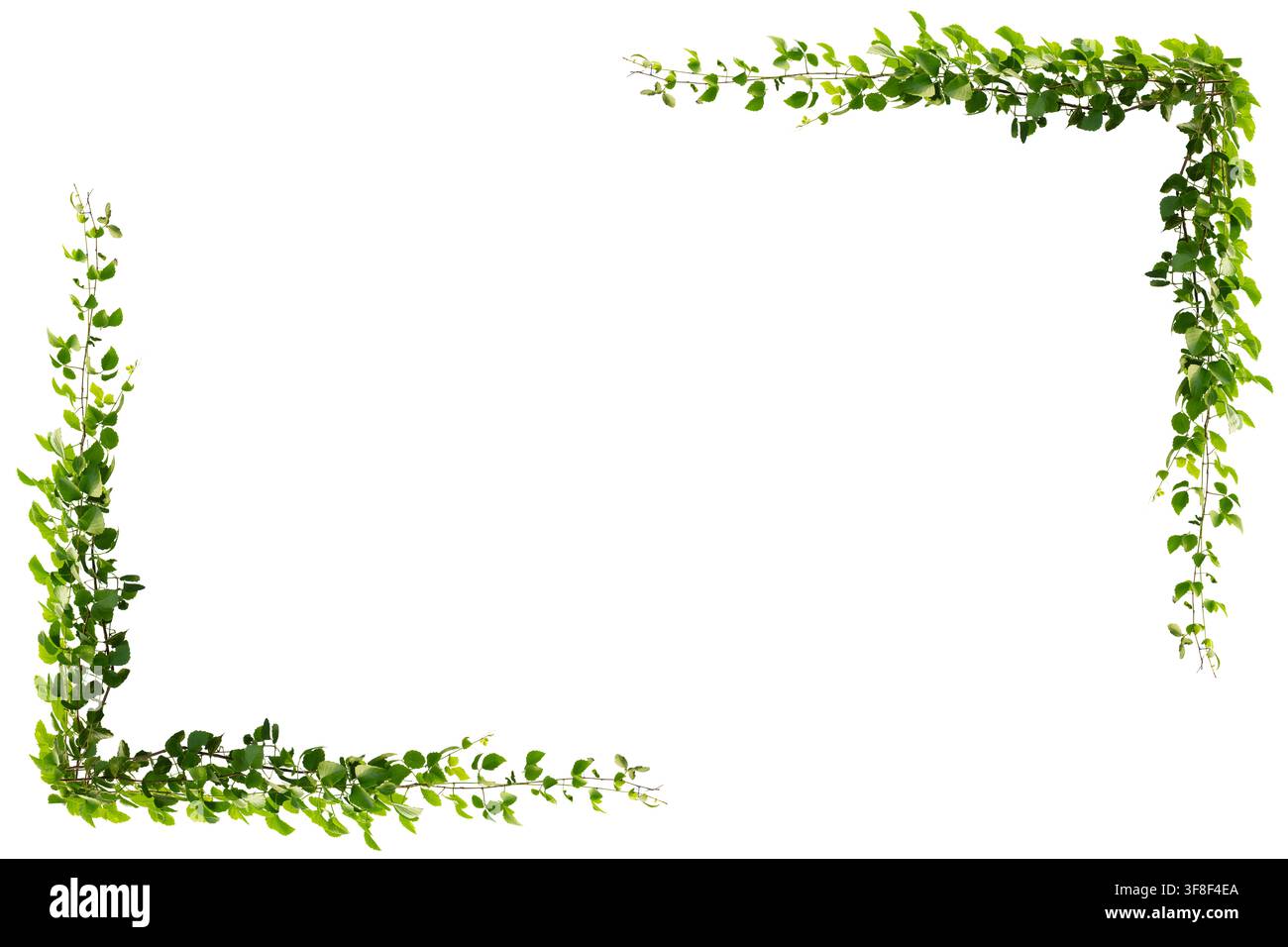 Grüner Blattrankgestellrahmen isoliert auf weißem Hintergrund Natur botanisches Designelement Stockfoto