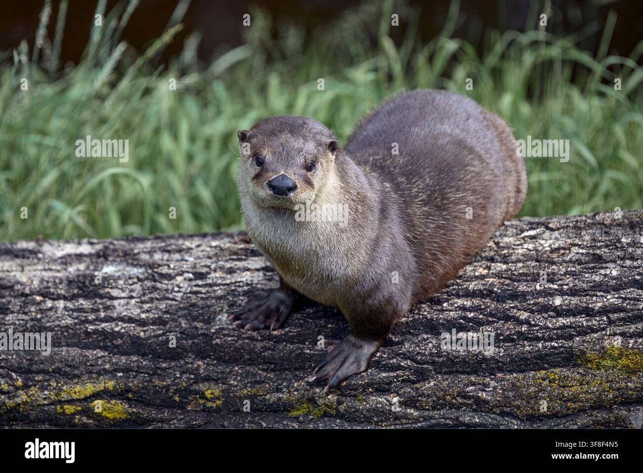 Flussotter - Lontra canadensis Stockfoto