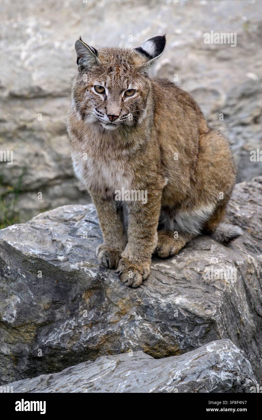 Bobcat - Lynx rufus Stockfoto