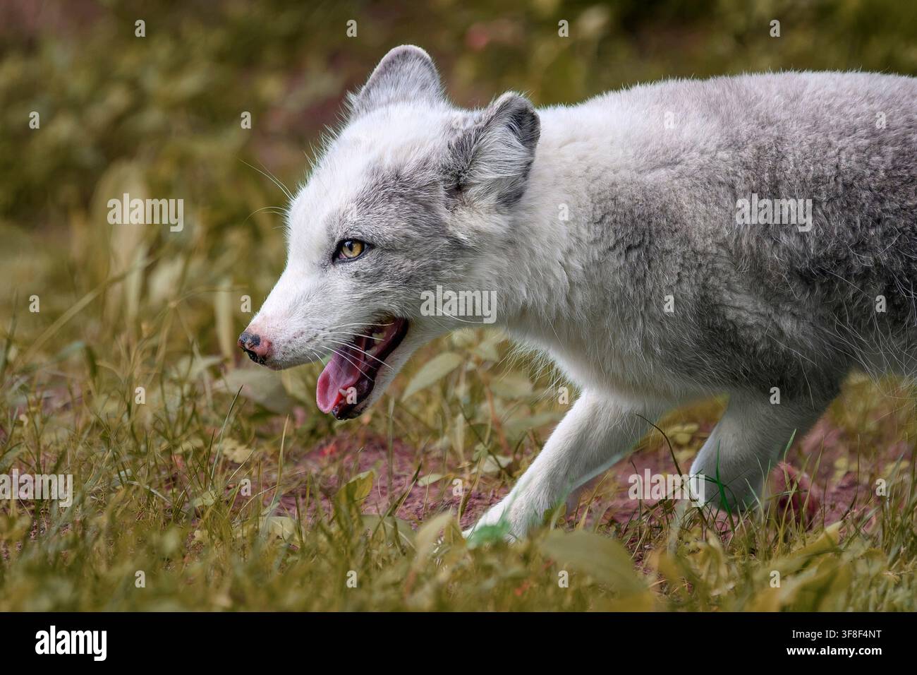 Polarfuchs (Sommerfell) - Vulpes lagopus Stockfoto