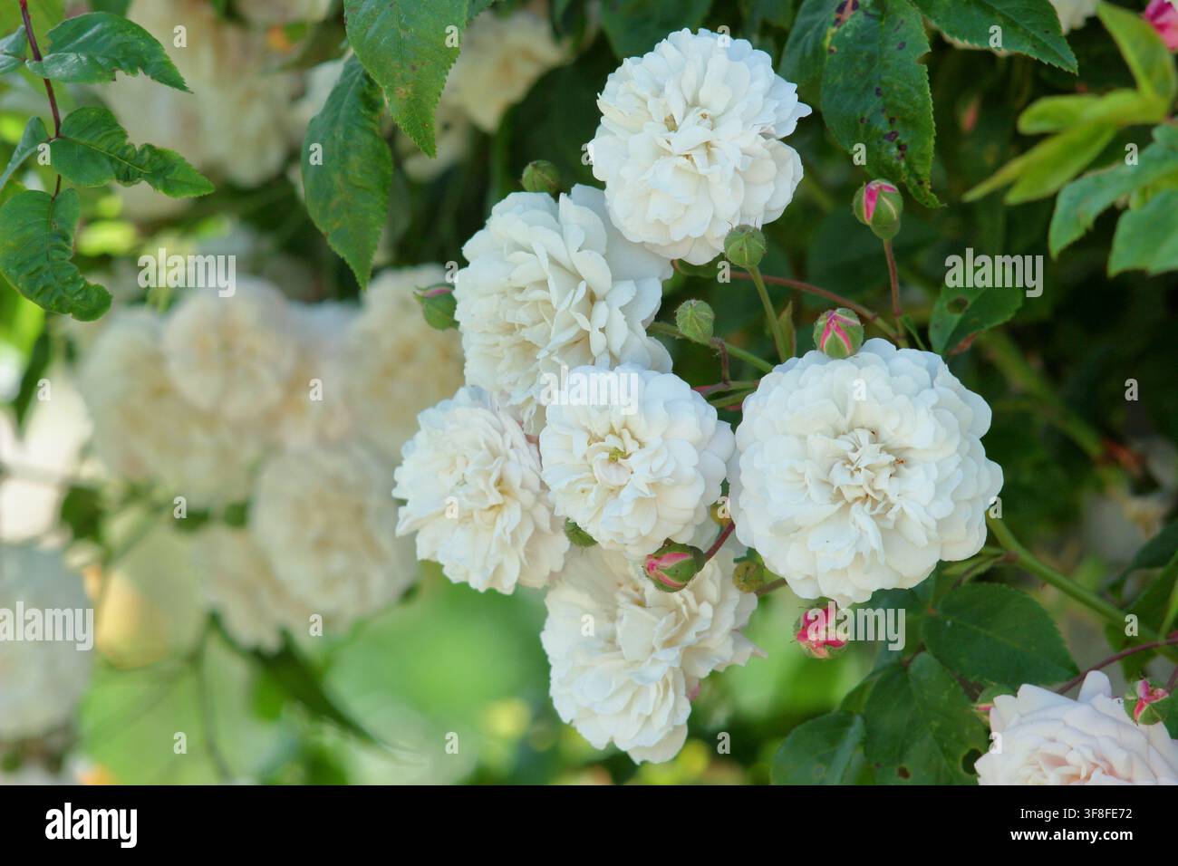 Kletternde Rose, Rosa Felicite Perpetue, 'Félicité Perpétue', auch genannt Kletternde Kleine Weiße Blüte, historische kletternde Rose mit cremeweißen Blüten Stockfoto