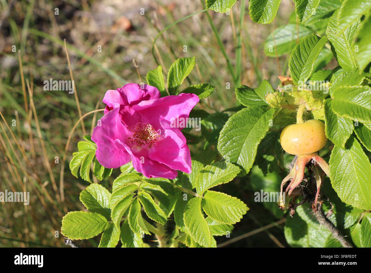 Rosa Rugosa Rosa-Blüte und Hagebutte oder Japanische Rose oder Strand-Hagebutte am Kintyre-Strand in Schottland Stockfoto