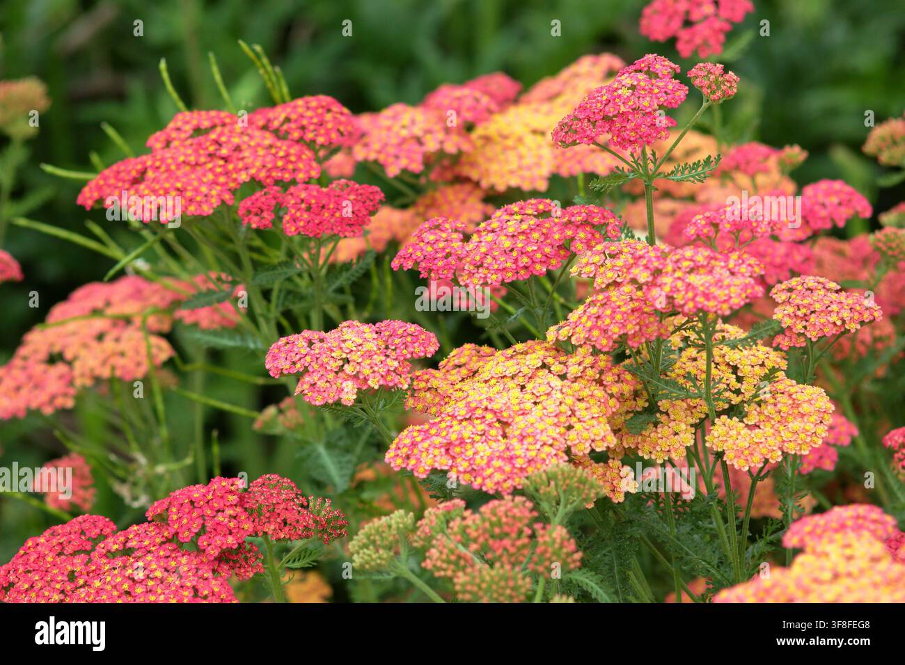 Achillea millefolium Forncett Fletton Schafgarbe in Blüte, flache Blütenköpfe mit gelbem Zentrum und orange-roten Blüten im Sommer Stockfoto