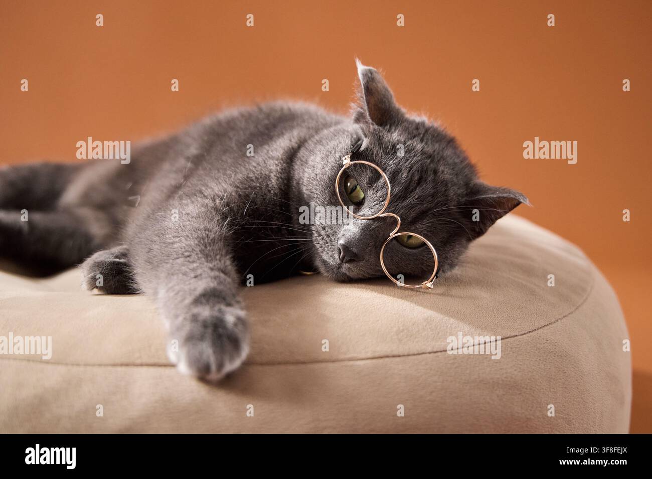 Schlafrige graue Katze streckt sich auf einem gemütlichen beigen Kissen mit einer Brille in der Nähe. Bequemes Innenporträt vereint Entspannung, Lesehumor und Frieden Stockfoto
