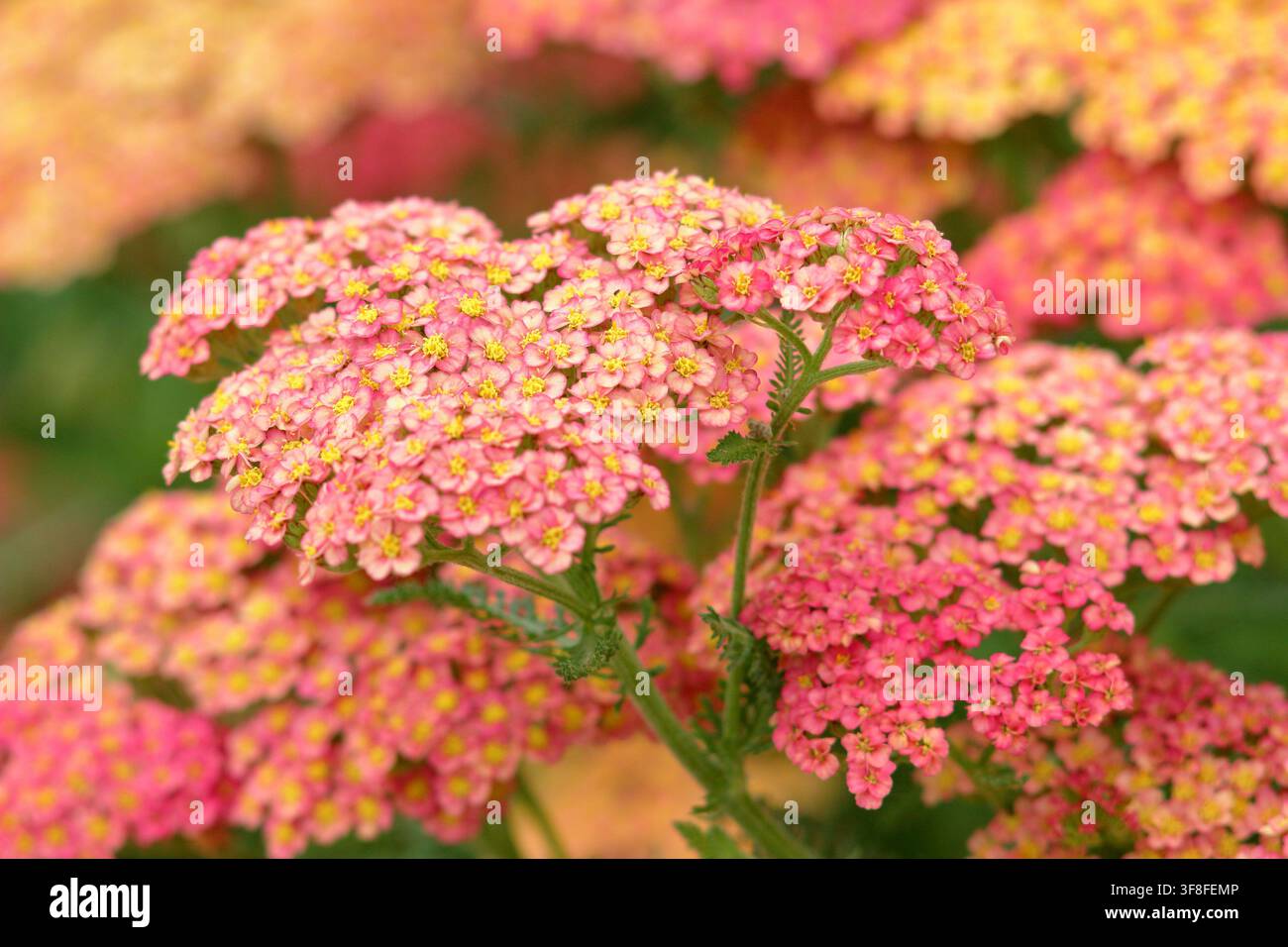 Achillea millefolium Forncett Fletton Schafgarbe in Blüte, flache Blütenköpfe mit gelbem Zentrum und orange-roten Blüten im Sommer Stockfoto