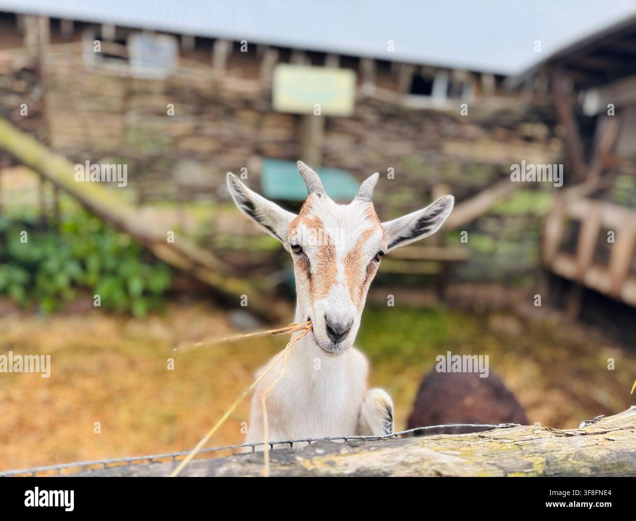 junge Ziege auf einem Bauernhof Stockfoto