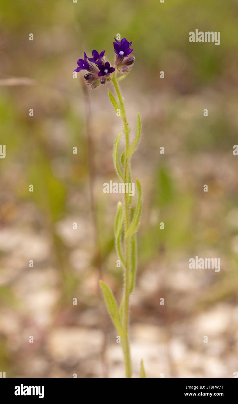 Klee-Kratzbeere - Anchusa officinalis Stockfoto