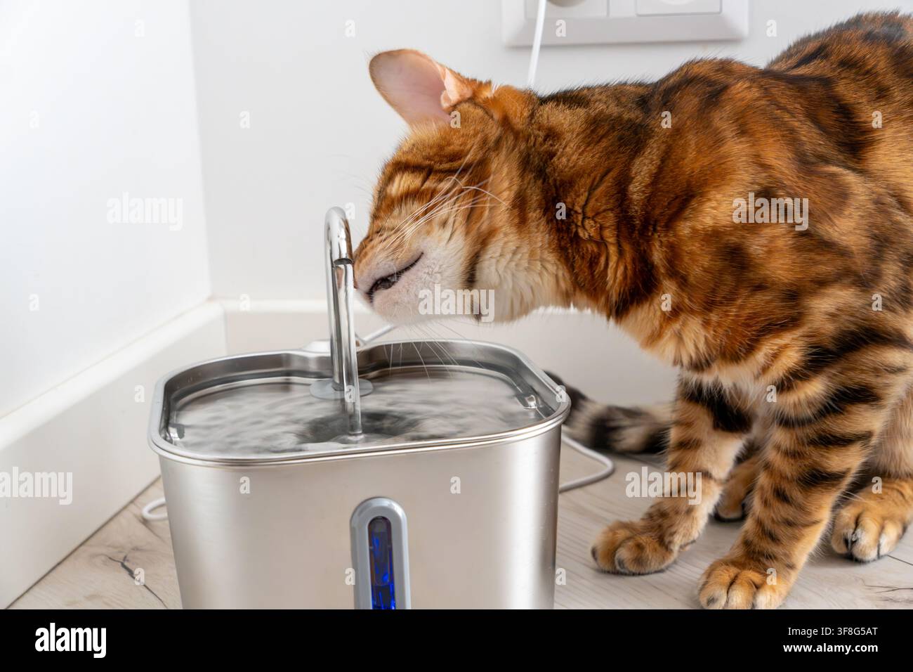 Hauseigener Bengalkater schnüffelt fließendes Wasser aus dem Chrom-Wasserhahn eines metallenen elektrischen Trinkbrunnens für Haustiere, der auf dem Boden in der Nähe einer weißen Wand in einem modernen Zuhause platziert ist. Stockfoto