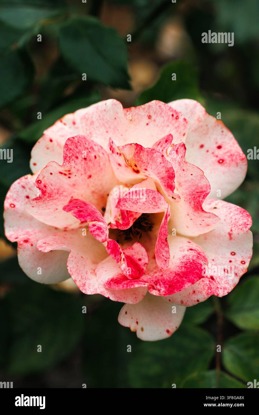 Verschiedenfarbige zweifarbigte Gartenrose, weiße Blütenblätter mit magentaro-ten Sprenkeln, offene Blüte mit Staubblättern, grünes Laub Stockfoto