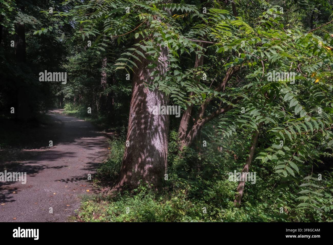 Ein großer Baum mit glatter bis leicht rauer, gräulicher Rinde entlang eines Weges Stockfoto