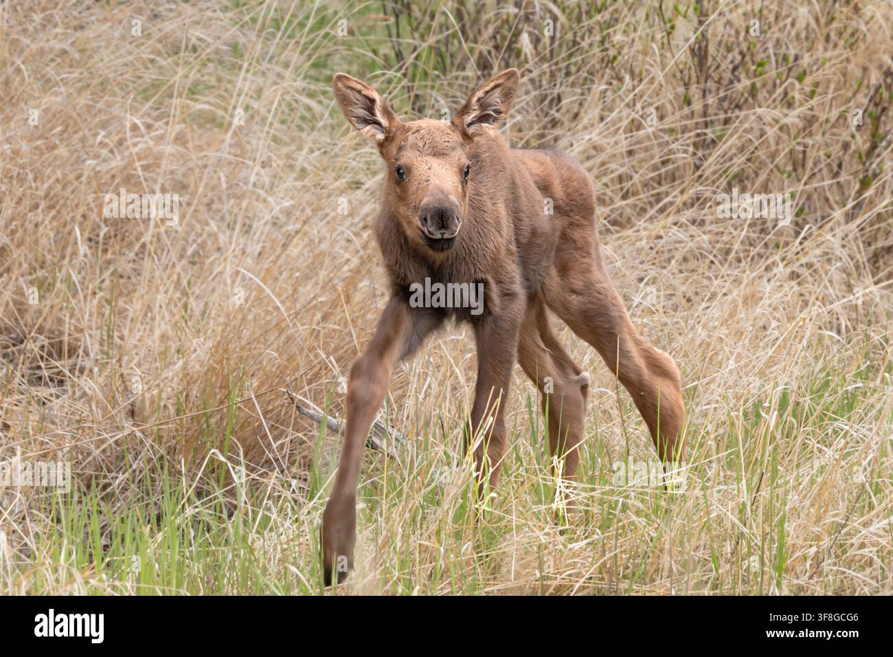Alaska; Wildtiere; Elch; Alces alces gigas; Kalb; Frühling; Stockfoto