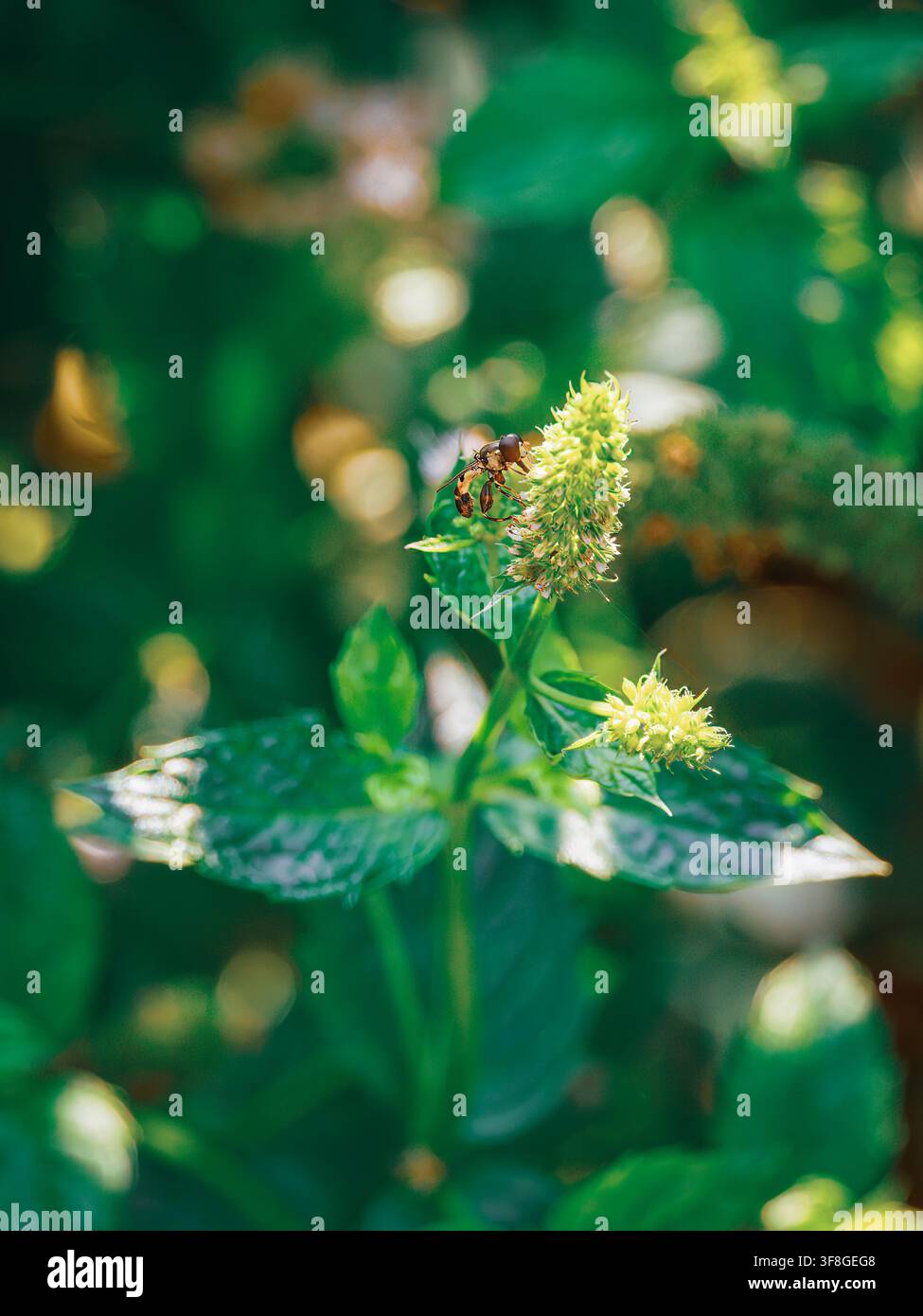 Eine Schwebfliege sammelt Nektar an einer blühenden grünen Minzblüte in einem sonnigen Garten mit einem weichen verschwommenen Hintergrund Stockfoto