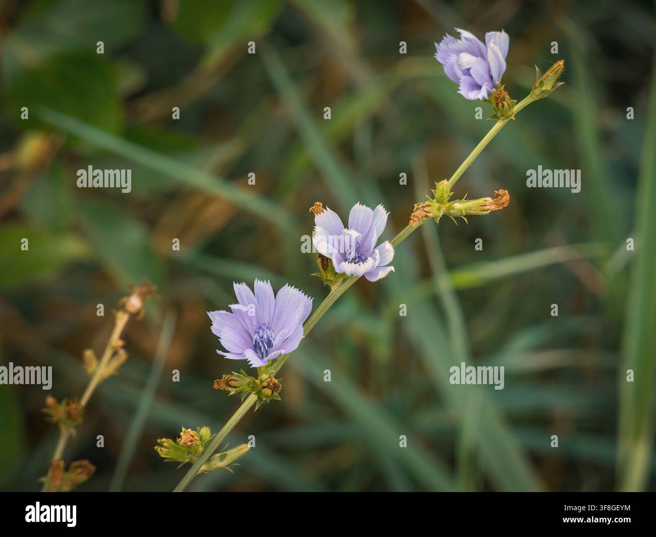 Zarte helllila Chicorée-Wildblumen blühen entlang eines schlanken grünen Stängels vor dem Hintergrund eines natürlichen Wiesenfeldes Stockfoto