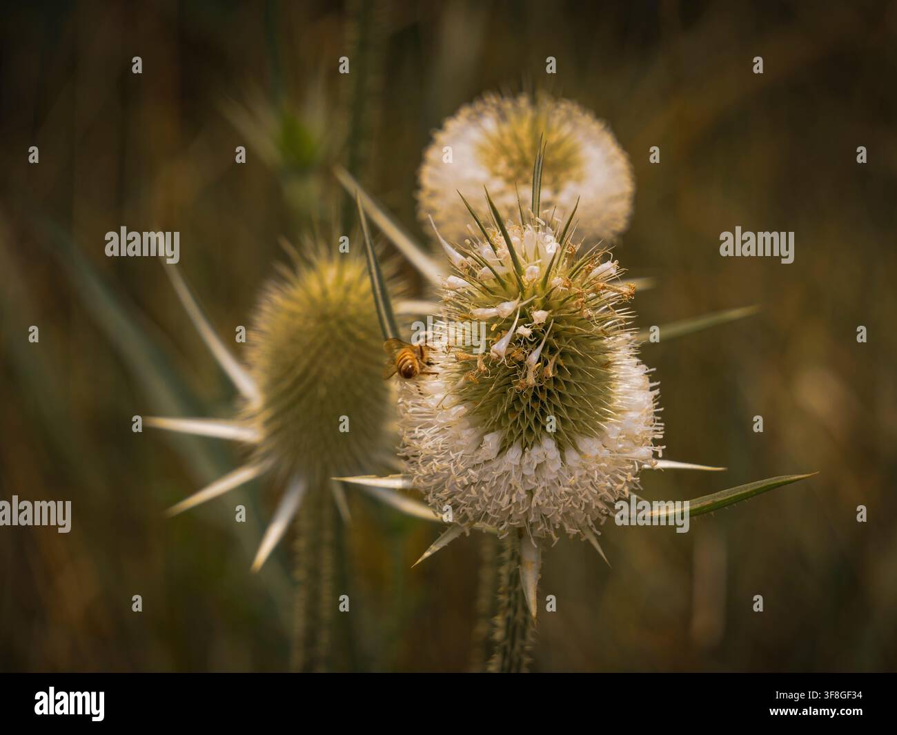 Makro-Nahaufnahme einer Honigbiene, die die stacheligen Distelblütenköpfe mit scharfen Stacheln und grünem Laub in einem Feld bestäubt Stockfoto
