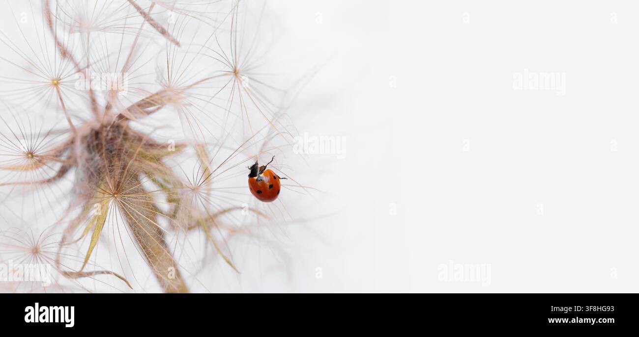 Marienkäfer auf flauschigem Löwenzahn auf hellem Hintergrund Stockfoto
