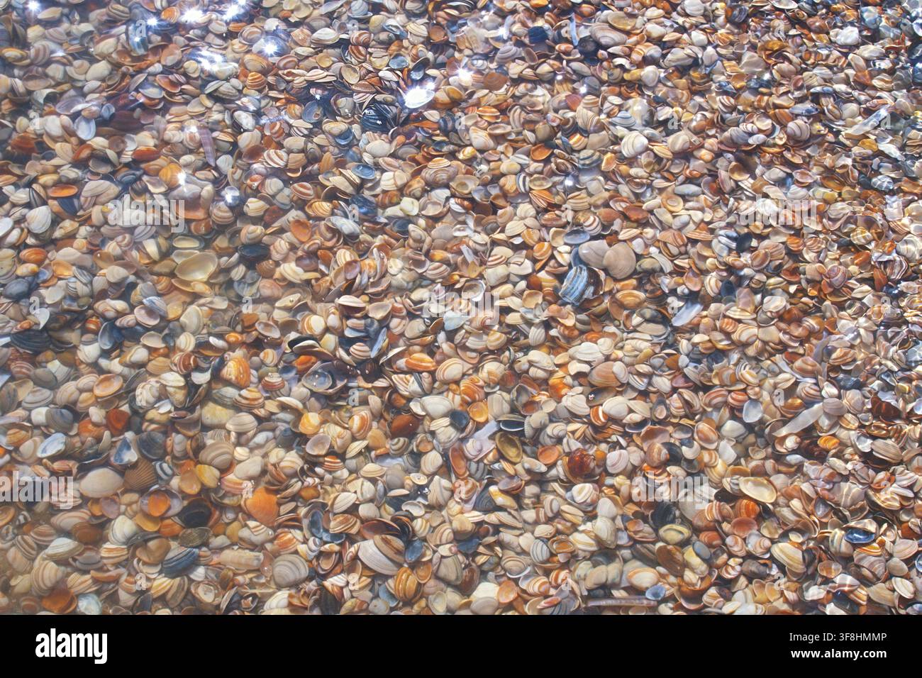 Eine ruhige Strandszene mit natürlichen Meeresmuscheln, die die sandige Oberfläche aus einer Top-Down-Perspektive bedecken. Die braunen und weißen Muscheln schaffen eine friedliche Stockfoto