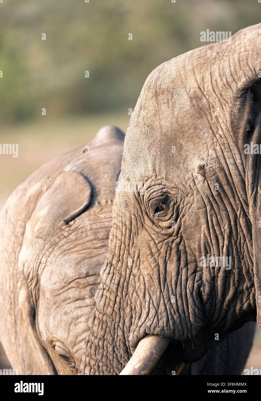 Interaktion zwischen zwei afrikanischen Elefanten (Loxodonta africana), Addo Elephant National Park, Südafrika Stockfoto