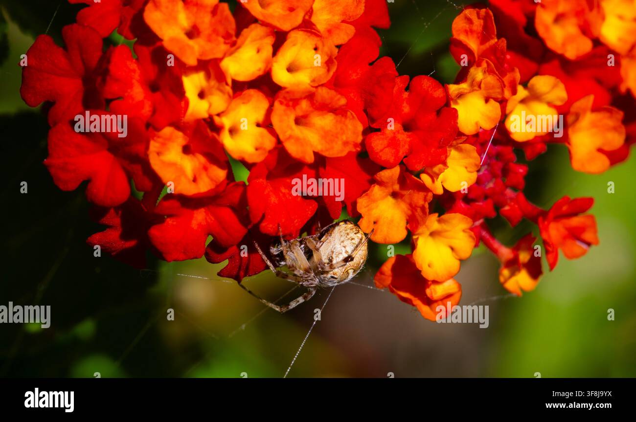Gewöhnliche westliche gefleckte Kugelspinne beginnt, ein Seidenfadennetz zu weben, um Beute auf einem farbenfrohen Lantana-Strauch in Tucson, Arizona, Hof zu fangen Stockfoto