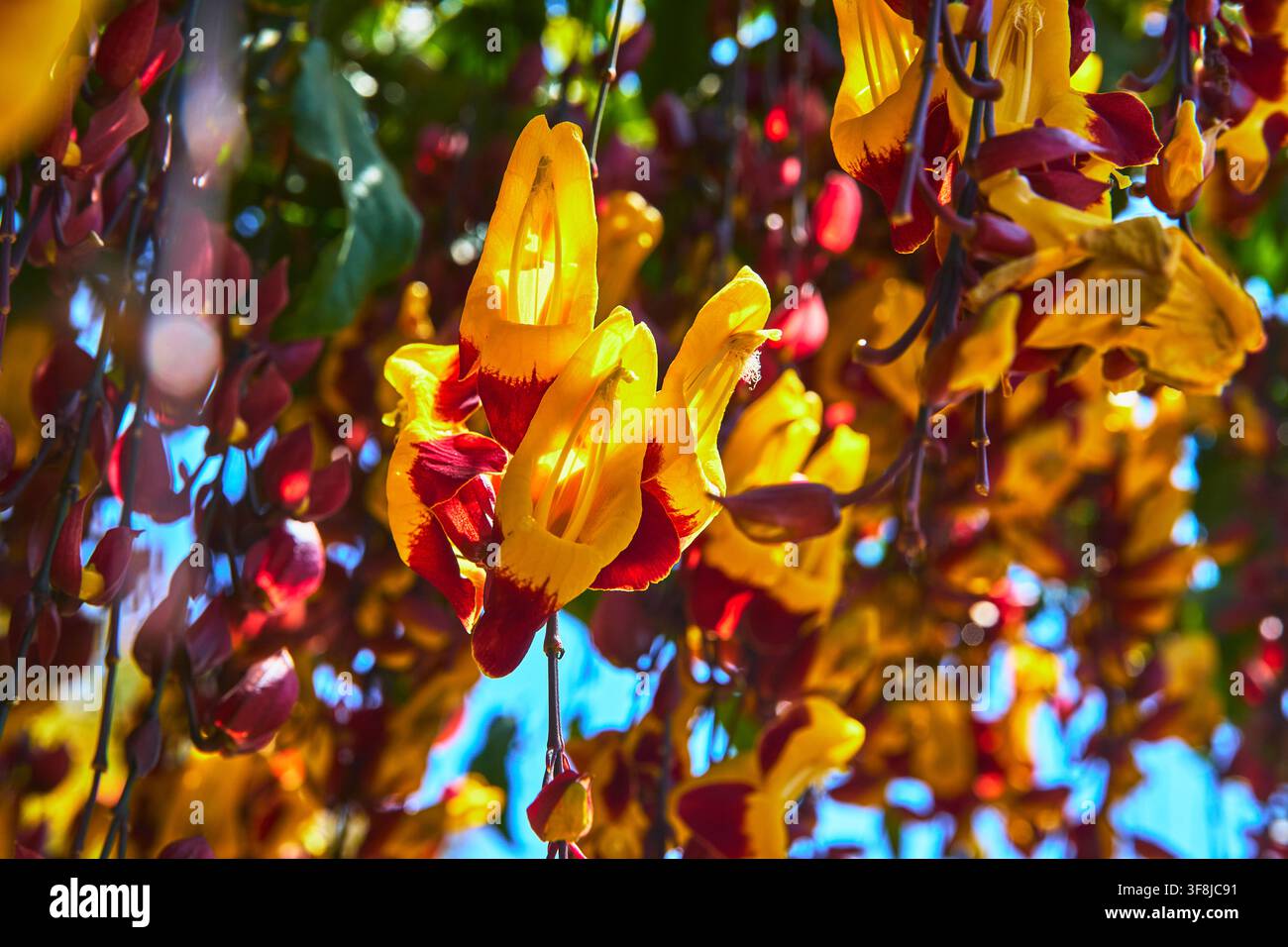 Nahaufnahme von lebhaften gelben und roten Blumen in einer sonnendurchfluteten Gartenumgebung Stockfoto