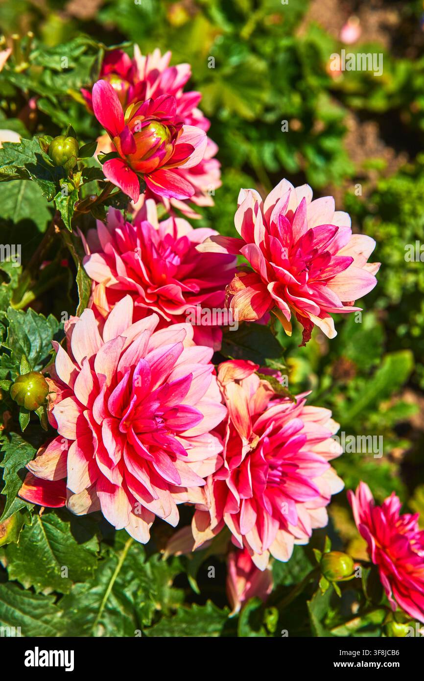 Rosa Dahlienblüten, die in einem sonnendurchfluteten Garten im Getty Center Los Angeles blühen Stockfoto