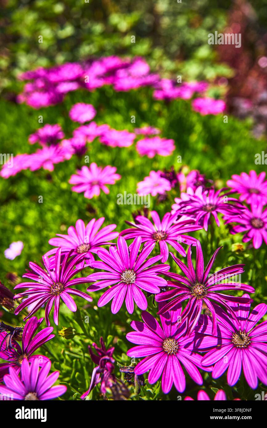 Lebendige rosa Gänseblümchen blühen in einem üppigen Garten in Los Angeles zur Frühlingszeit Stockfoto