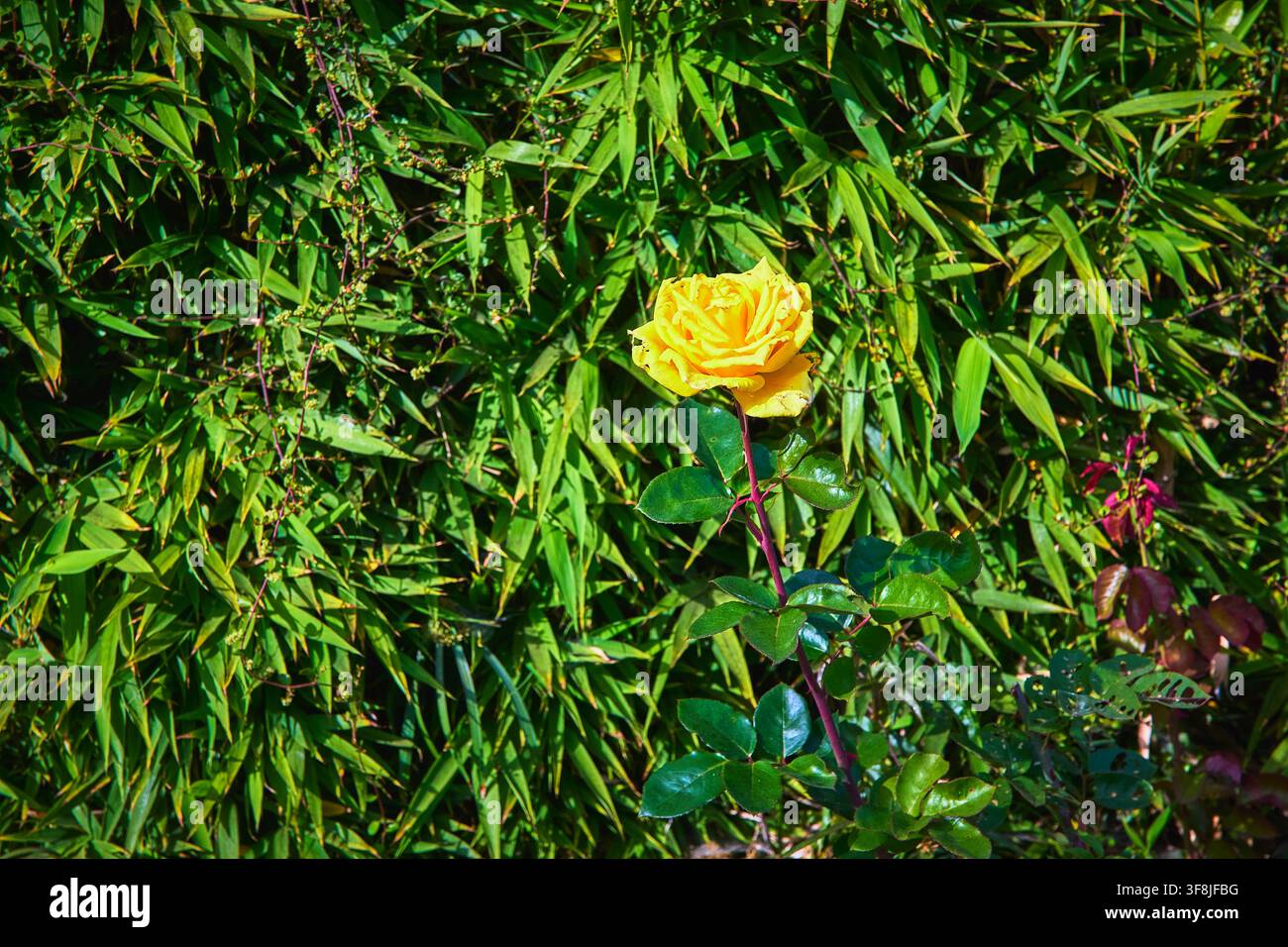 Gelbe Rose blüht vor üppigem grünem Bambuslaub im Sonnenlicht Stockfoto