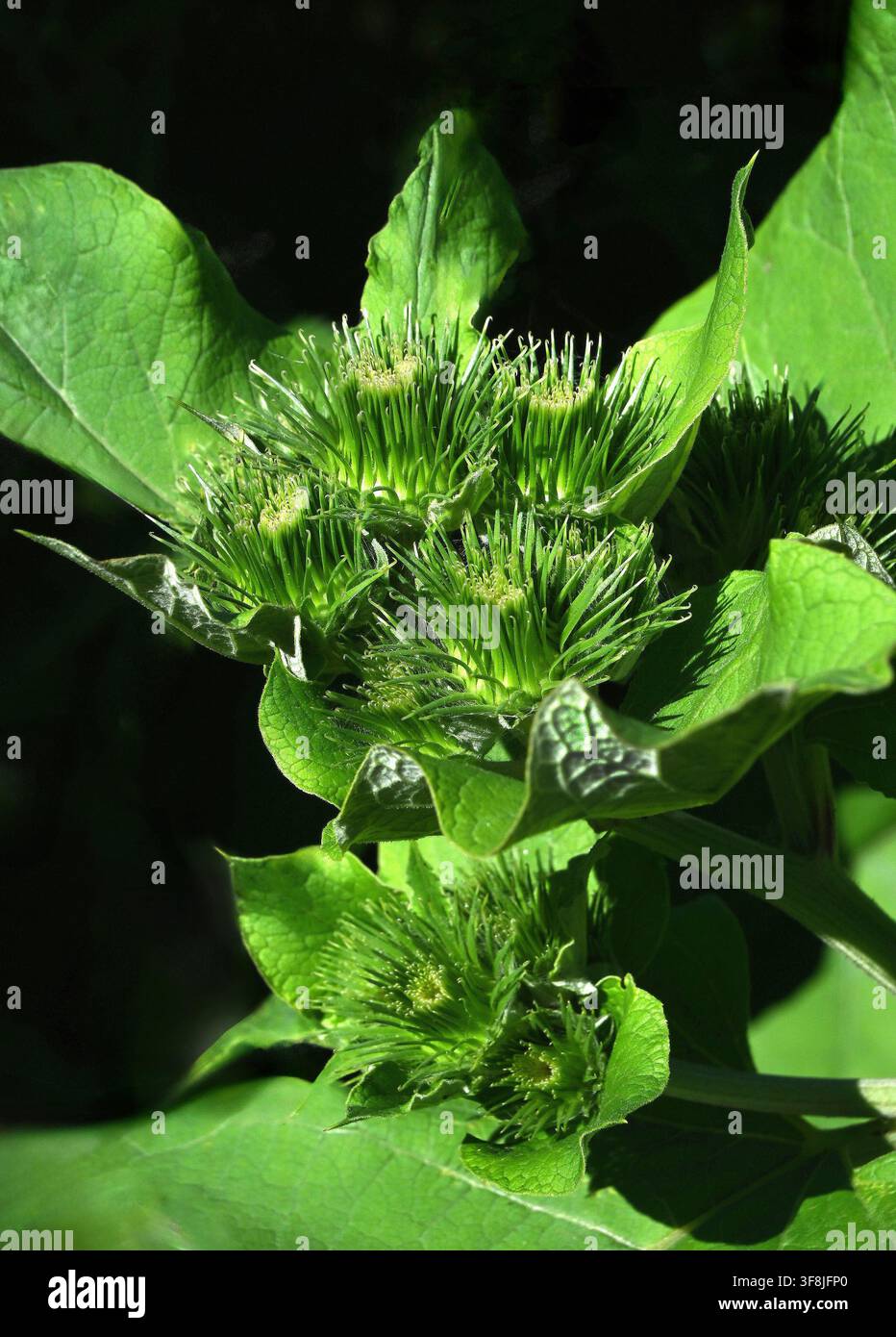 Größere Klette Stockfoto