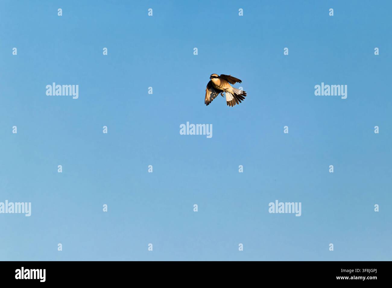 Roter Würger (Lanius collurio) im Abflug mit vollständig ausgebreiteten Flügeln während der Insektenjagd Stockfoto