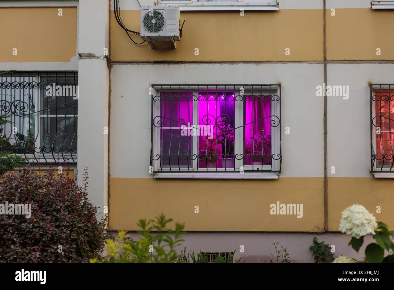 Zimmerpflanzen, die unter purpurfarbener LED-Beleuchtung wachsen, Heimgartening, Gartenbau und urbane Kultivierung. Stockfoto