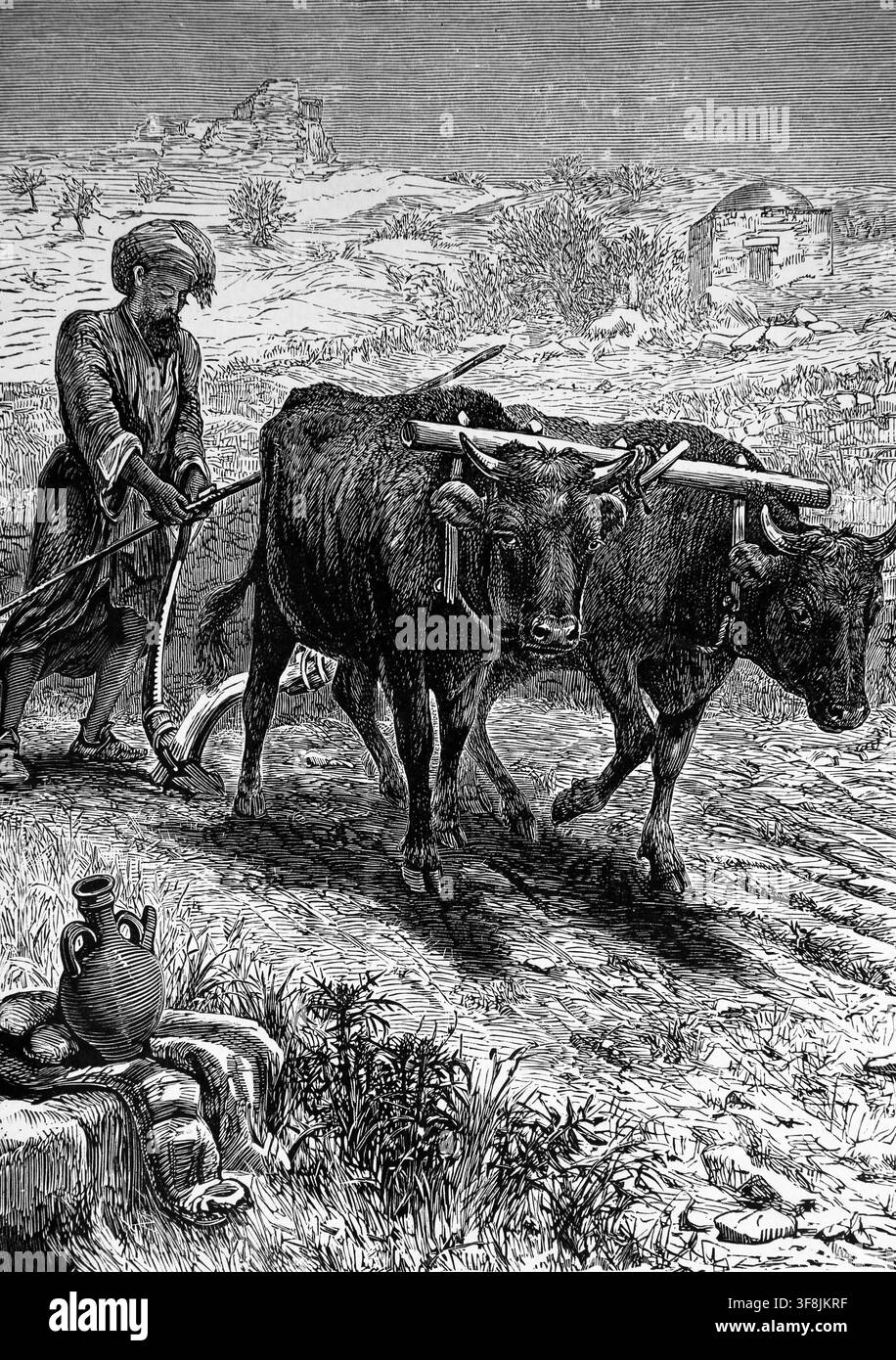 Illustration von der Pflügung in Kanaan während der biblischen Zeit aus einem antiken viktorianischen Kinderbuch „Bible Pictures and Stories“ (Ende des 19. Jahrhunderts) (Altes T Stockfoto