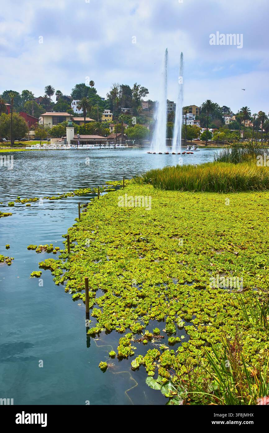 Echo Park Lake Brunnen und Wasserpflanzen mit Häusern auf den Hügeln von Los Angeles Stockfoto
