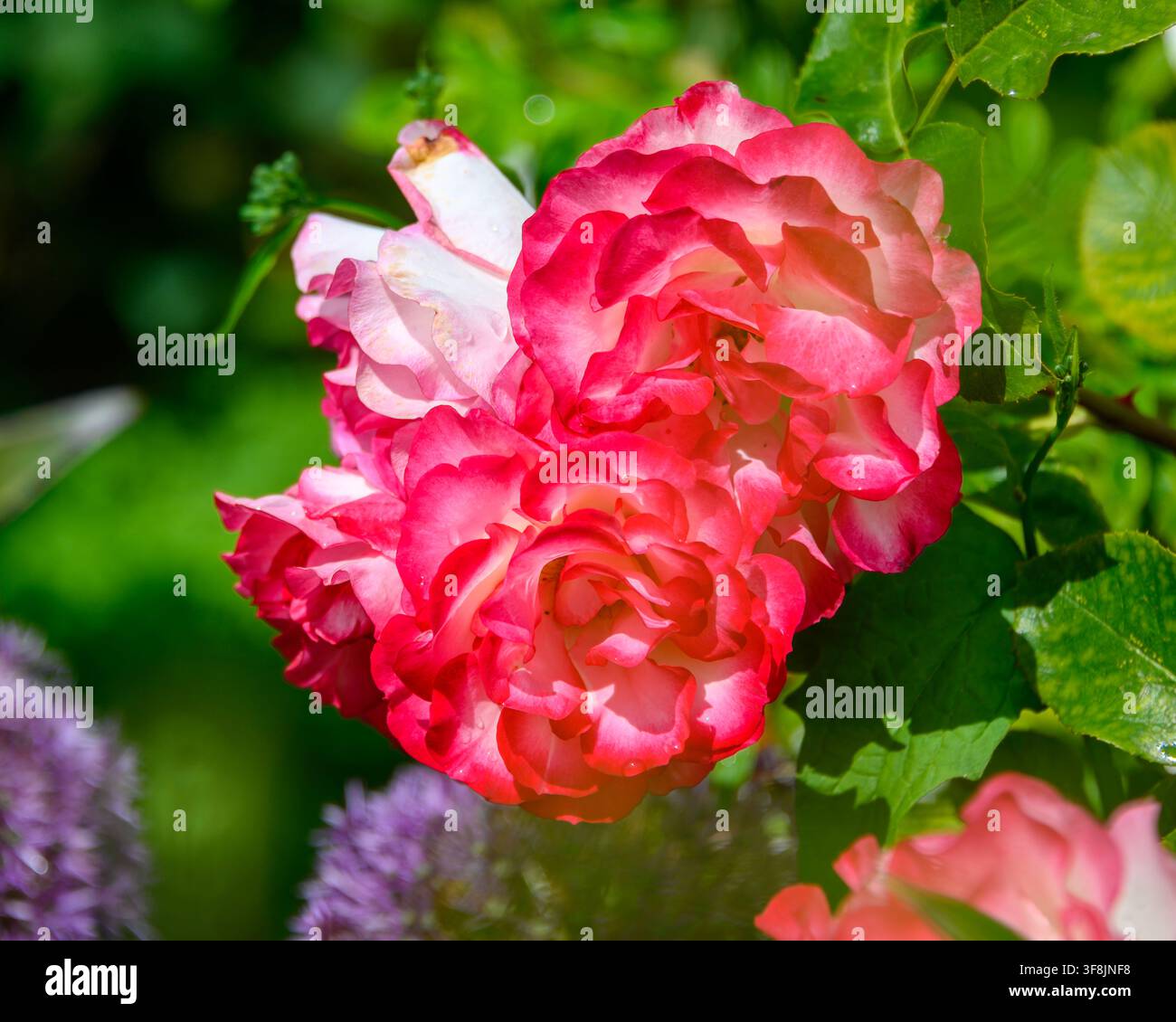 Zwei rosa Rosen wachsen zusammen an einer Pflanze in einem Garten. Die Blüten zeigen helle Farben, während die Sonne auf sie scheint. Grüne Blätter umgeben die Rosen. Stockfoto