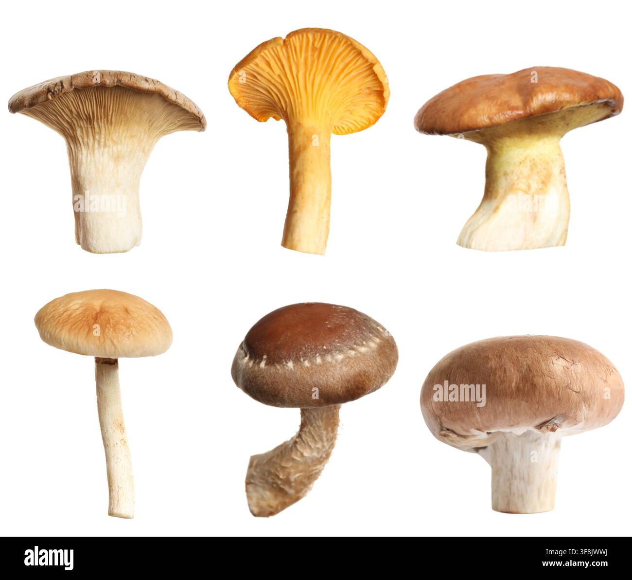 Verschiedene essbare Pilze isoliert auf Weiß, gesetzt Stockfoto