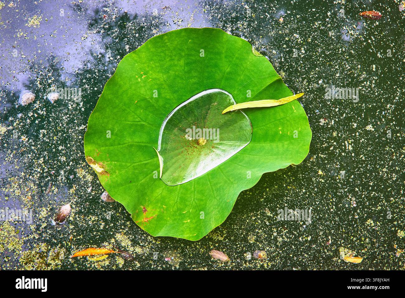 Seerose mit Wasser und gefallenem Blatt auf der Oberfläche des Echo Park Lake in Los Angeles Stockfoto