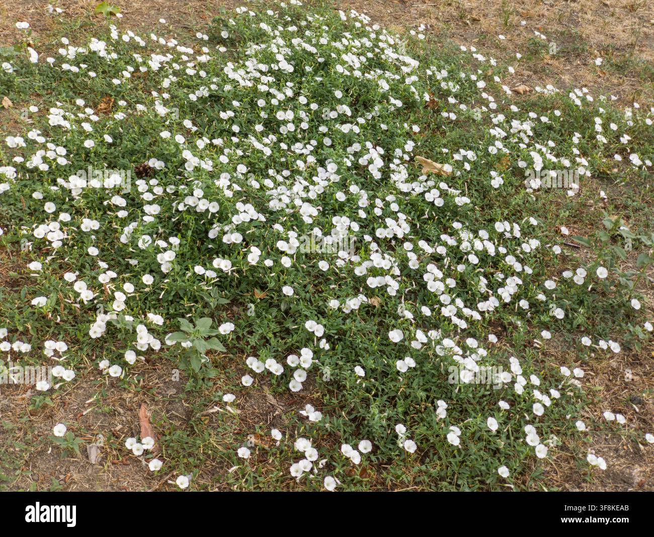 Hochwinkelaufnahme eines dichten Büschels weißer Blumen der Ackerkratzdistel Convolvulus arvensis, die auf dem Boden blühen. Stockfoto