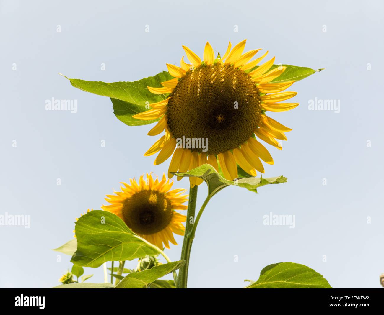Niedrigwinklige Ansicht von zwei gelben Sonnenblumen, die vor einem klaren, hellen Himmel in einem sonnigen Garten blühen. Stockfoto